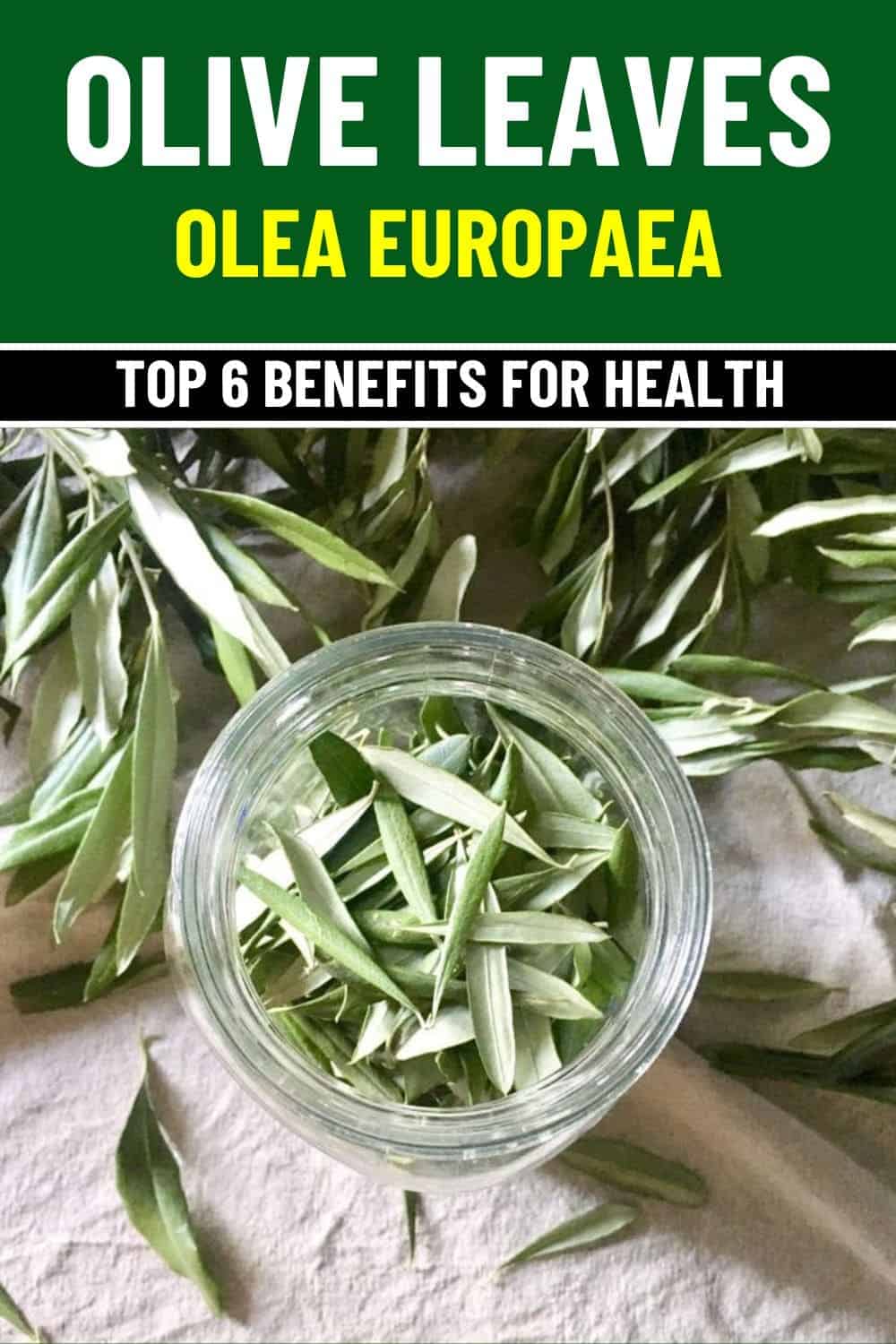 Top 6 Health Benefits of Olive Leaves