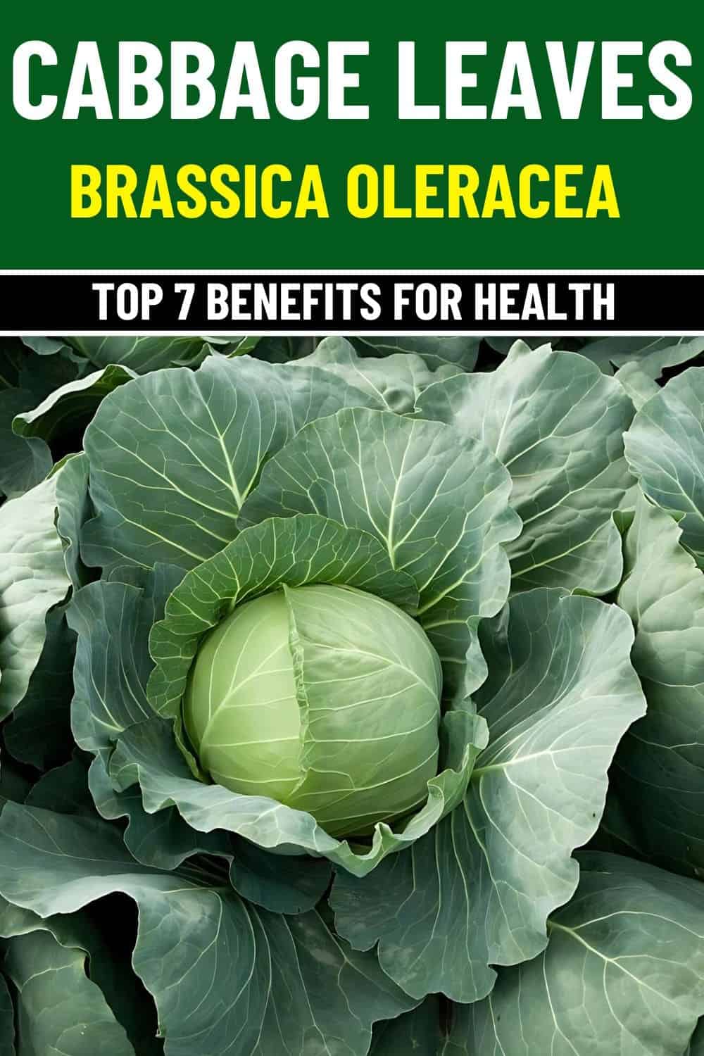 Top 7 Health Benefits of Cabbage Leaves For Skin, Heart And More