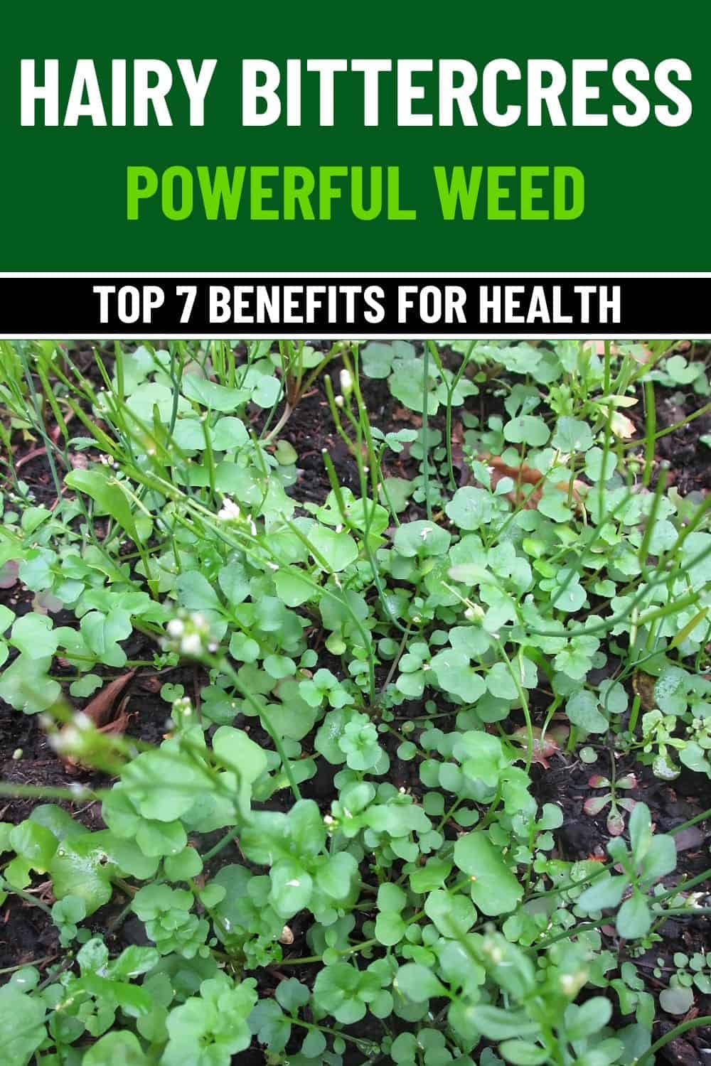 Top 7 Health Benefits of Hairy Bittercress A Nutrient-Dense Supergreen