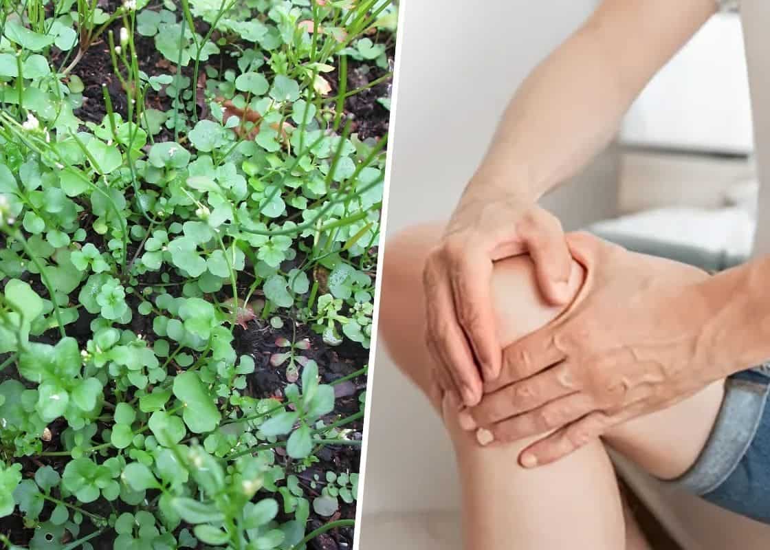 Top 7 Health Benefits of Hairy Bittercress: A Nutrient-Dense Supergreen