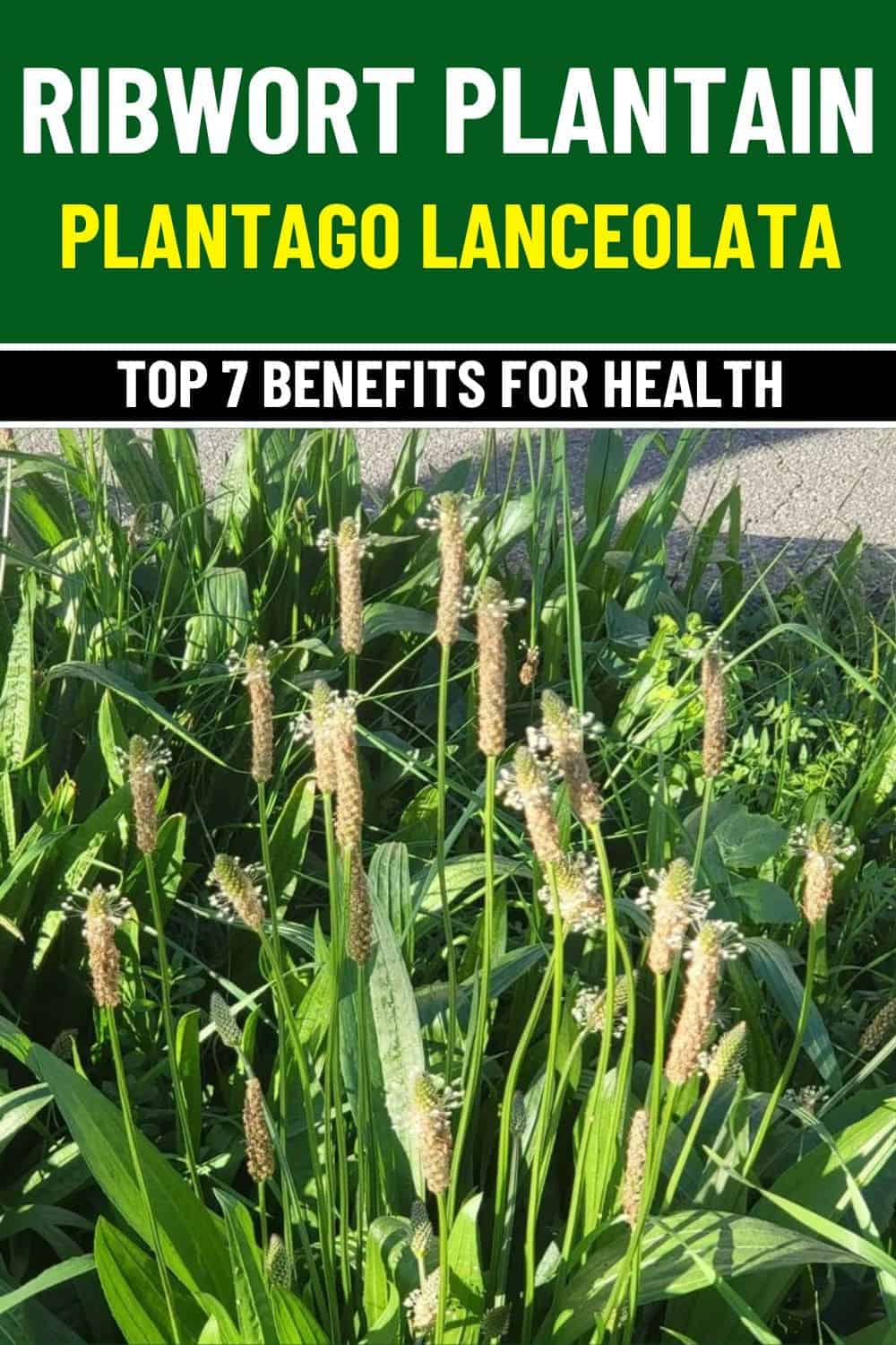 Top 7 Remarkable Health Benefits of Ribwort Plantain