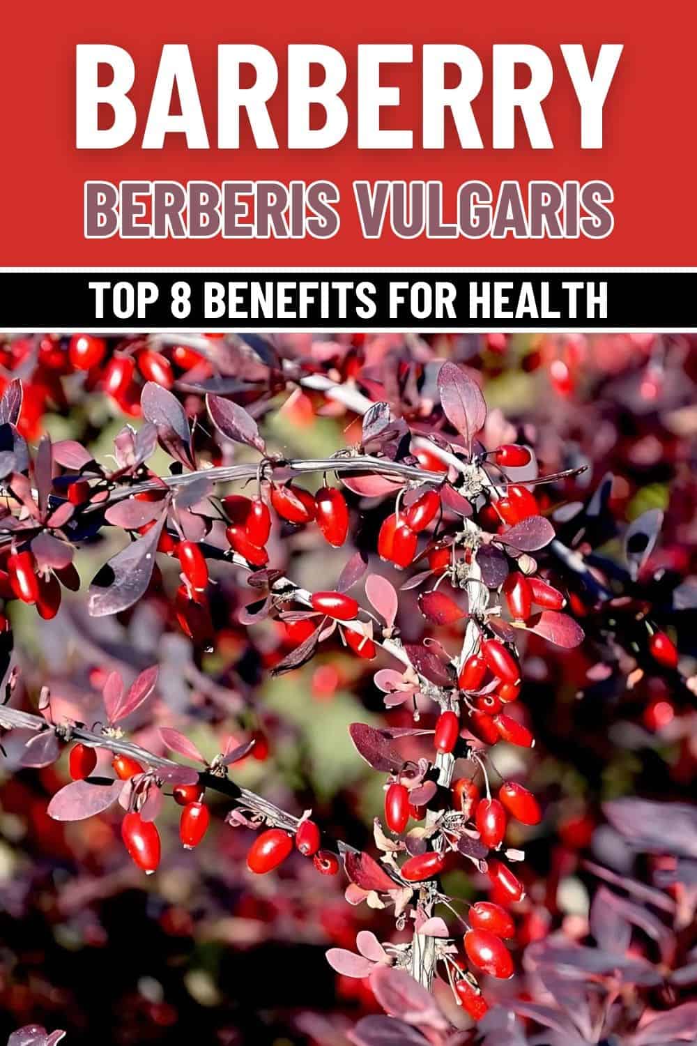 Top 8 Impressive Medical Uses of Barberry You Should Know