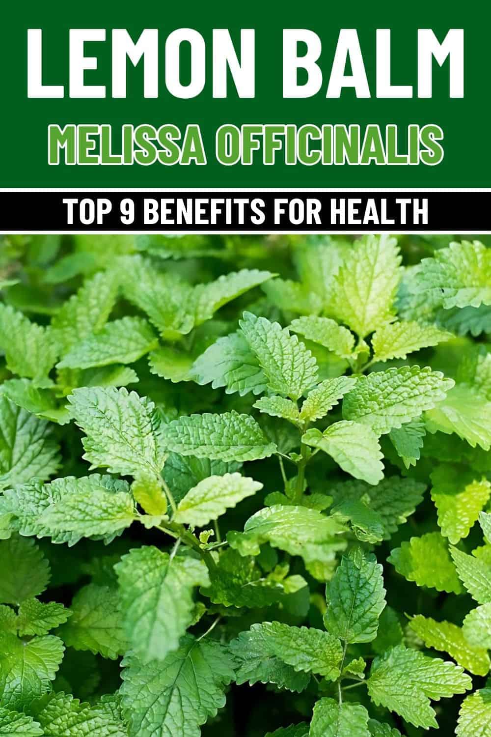 Top 9 Health Benefits of Lemon Balm And Effective Ways to Use It