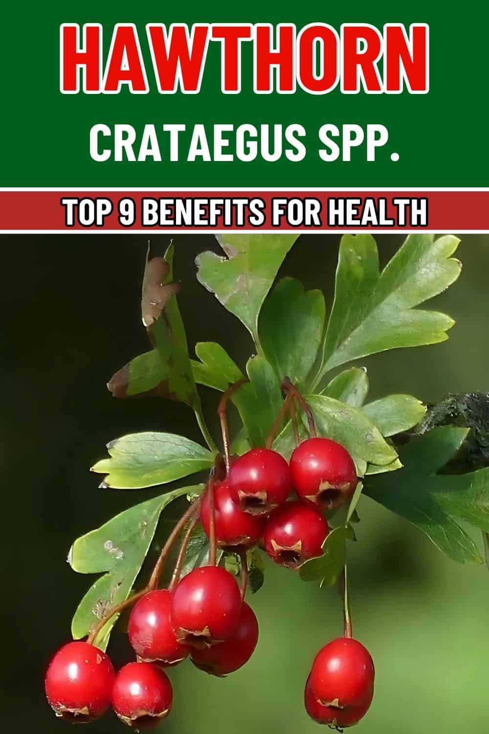 Top 9 Impressive Health Benefits of Hawthorn You Can't Miss