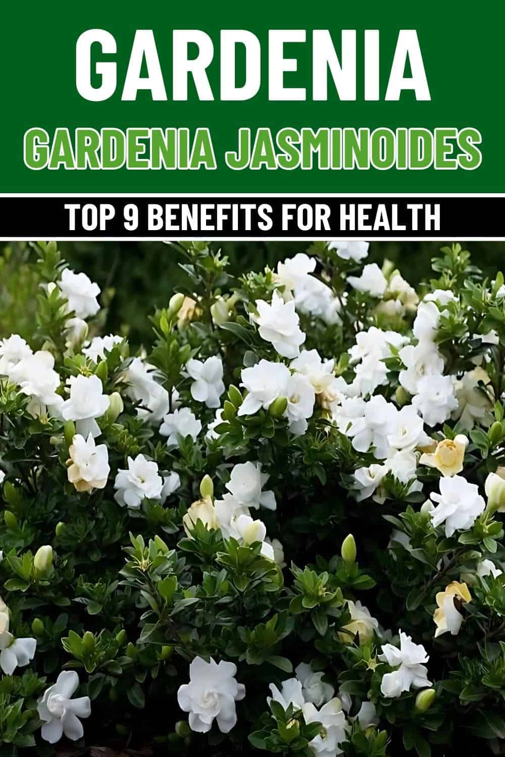 Top 9 Reasons Why Gardenia Is Truly Hidden Gem in Your Garden