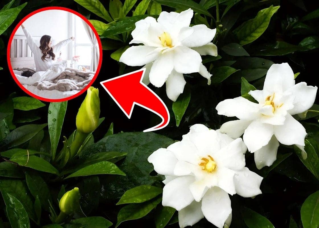 Top 9 Reasons Why Gardenia Is Truly Hidden Gem in Your Garden