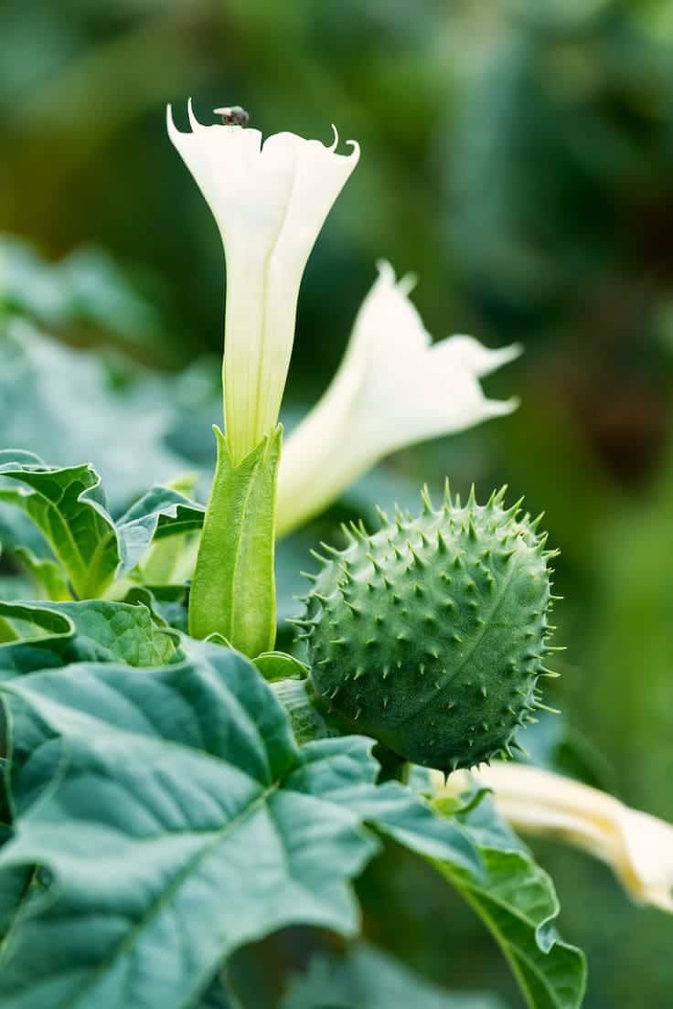 Can Datura Stramonium Be Used Safely? Top 5 Unexpected Benefits and Cautions