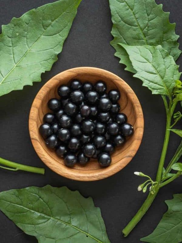 6 Surprising Health Benefits of Black Nightshade You Should Know