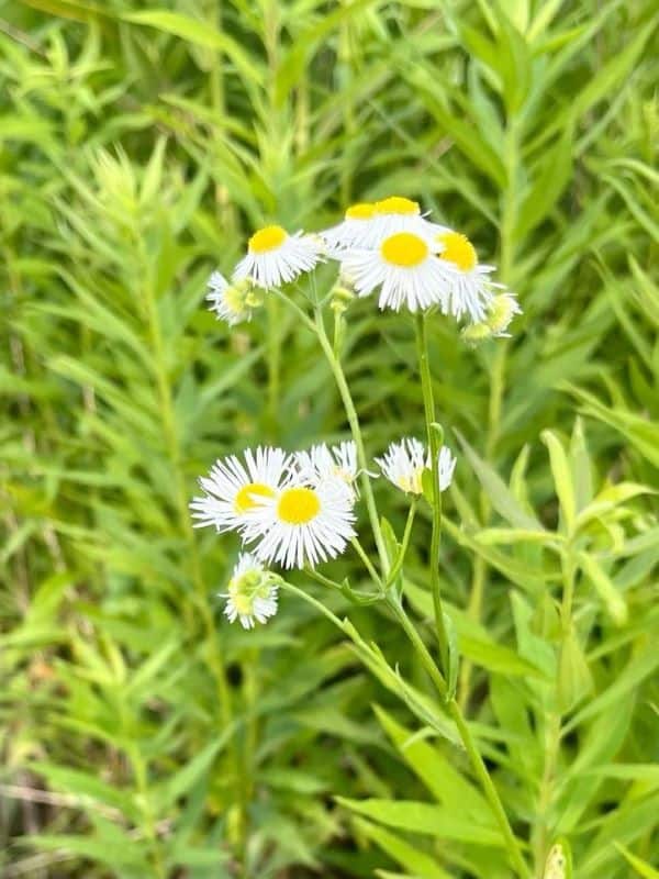 Is Fleabane the Secret to Better Health You’ve Been Overlooking?