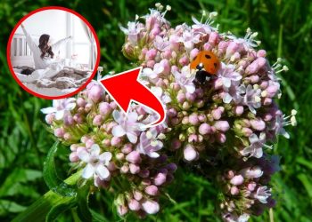 Unlock the Power of Valerian: 7 Health Benefits You Can’t Ignore
