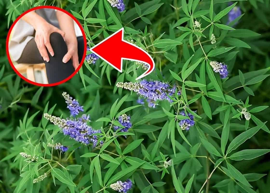 Why Vitex Negundo Is A Natural Relief for Pain and Inflammation