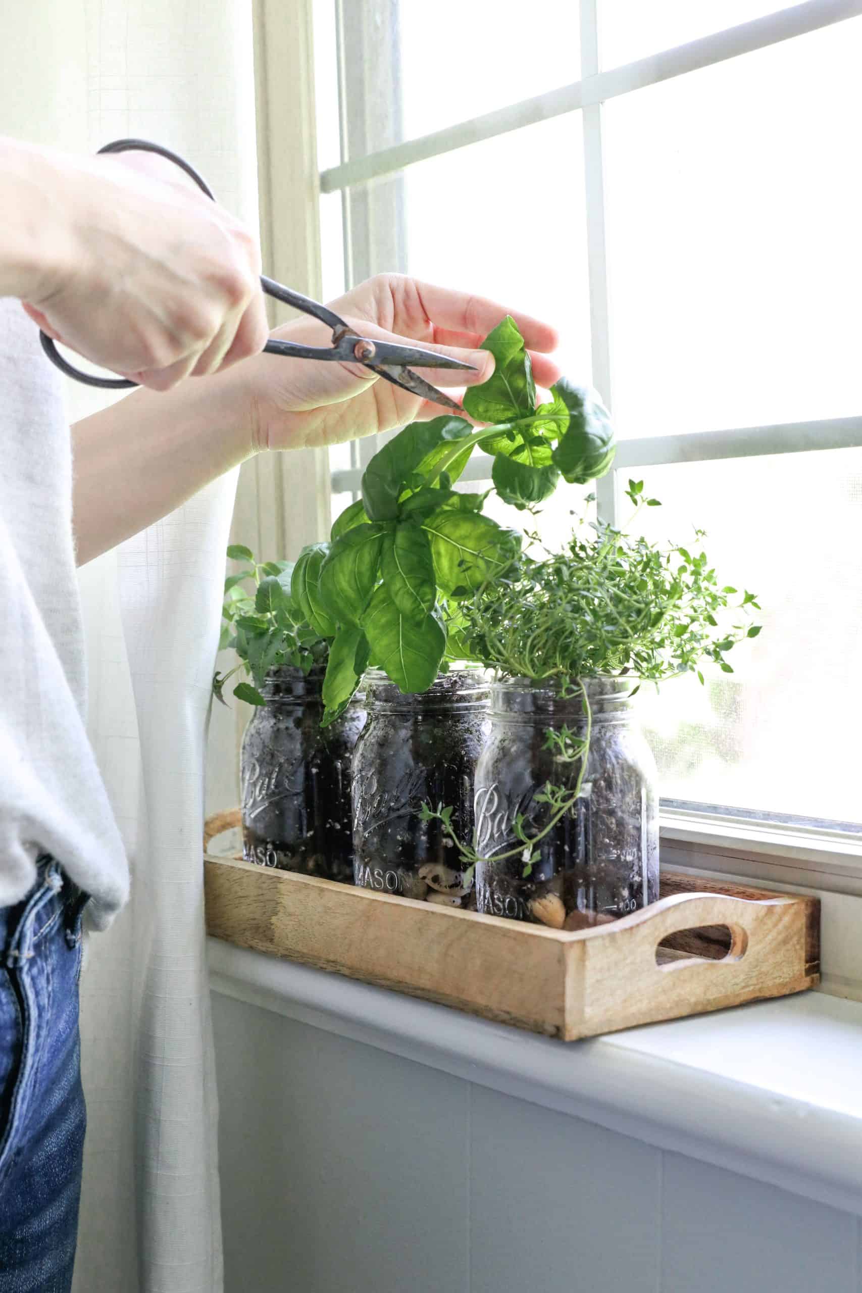 5 Easy Steps to Build Your Own Mason Jar Herb Garden at Home