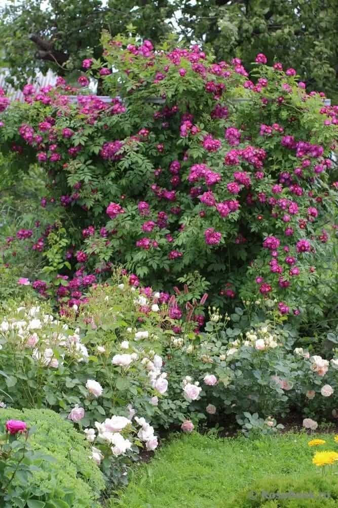 A Step-by-Step Guide to Pruning Rose Bushes: When and How to Do It Right