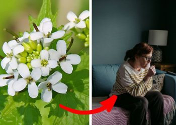 The 8 Powerful Health Boosts of White Garlic Mustard You Didn’t Know About