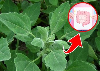 Could White Goosefoot Be the Superfood Missing from Your Diet?