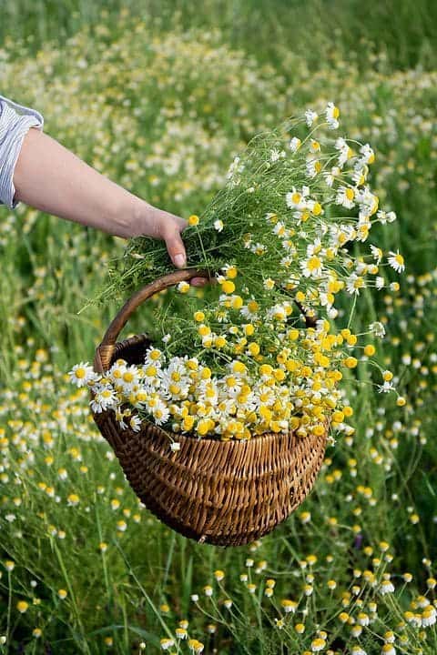 How Chamomile Enhances Digestive Health: A Natural Remedy Backed by Science