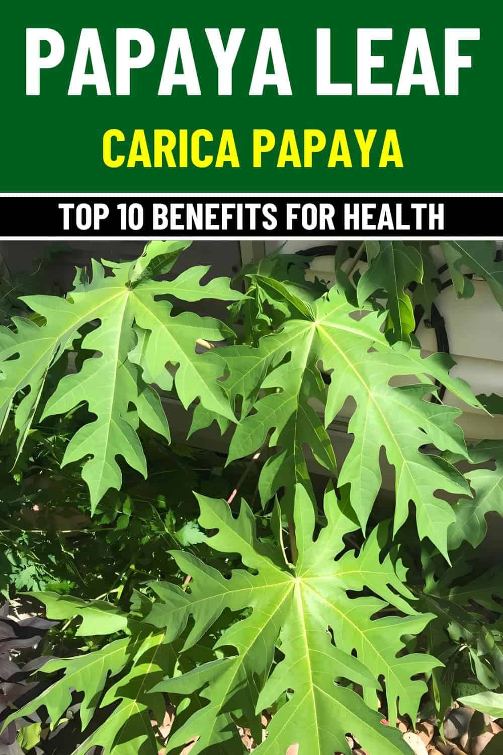 Why Everyone Battling Dengue Fever Should Know Papaya Leaf