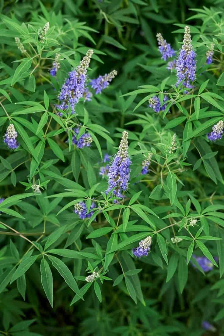 Why Vitex Negundo Is A Natural Relief for Pain and Inflammation