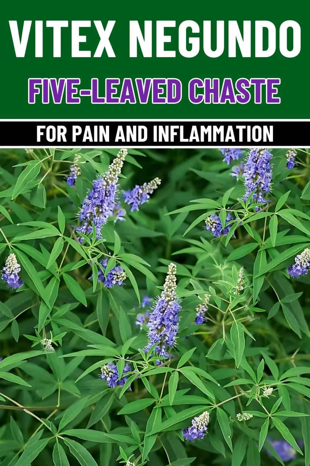 Why Vitex Negundo Is A Natural Relief for Pain and Inflammation