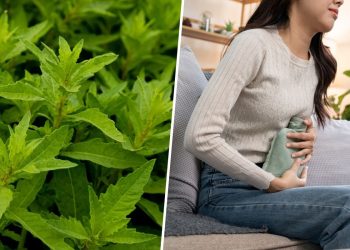 Is Epazote the Herbal Remedy You’ve Been Missing? Discover Its 7 Health Benefits