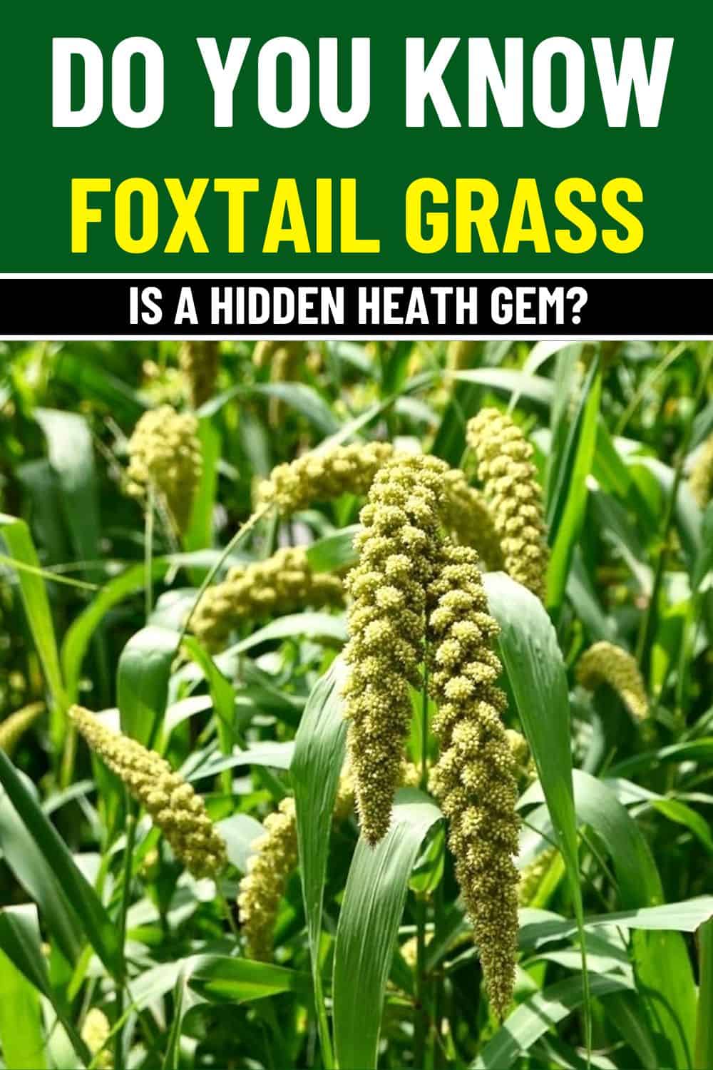 Do You Know Why Foxtail Grass Is a Hidden Health Gem?