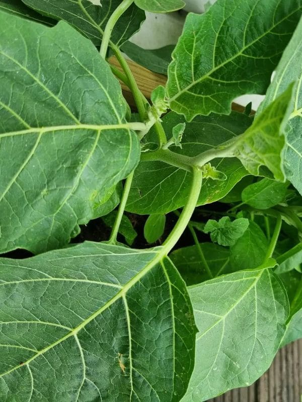 7 Remarkable Health Benefits of Garden Egg Leaf You Need to Know