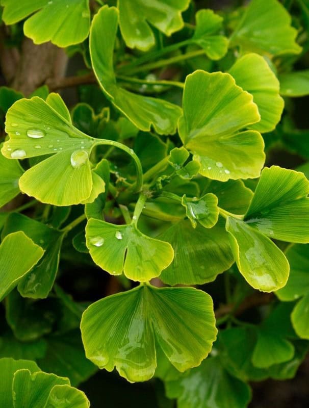 8 Powerful Ways Ginkgo Biloba Can Enhance Your Mind and Body