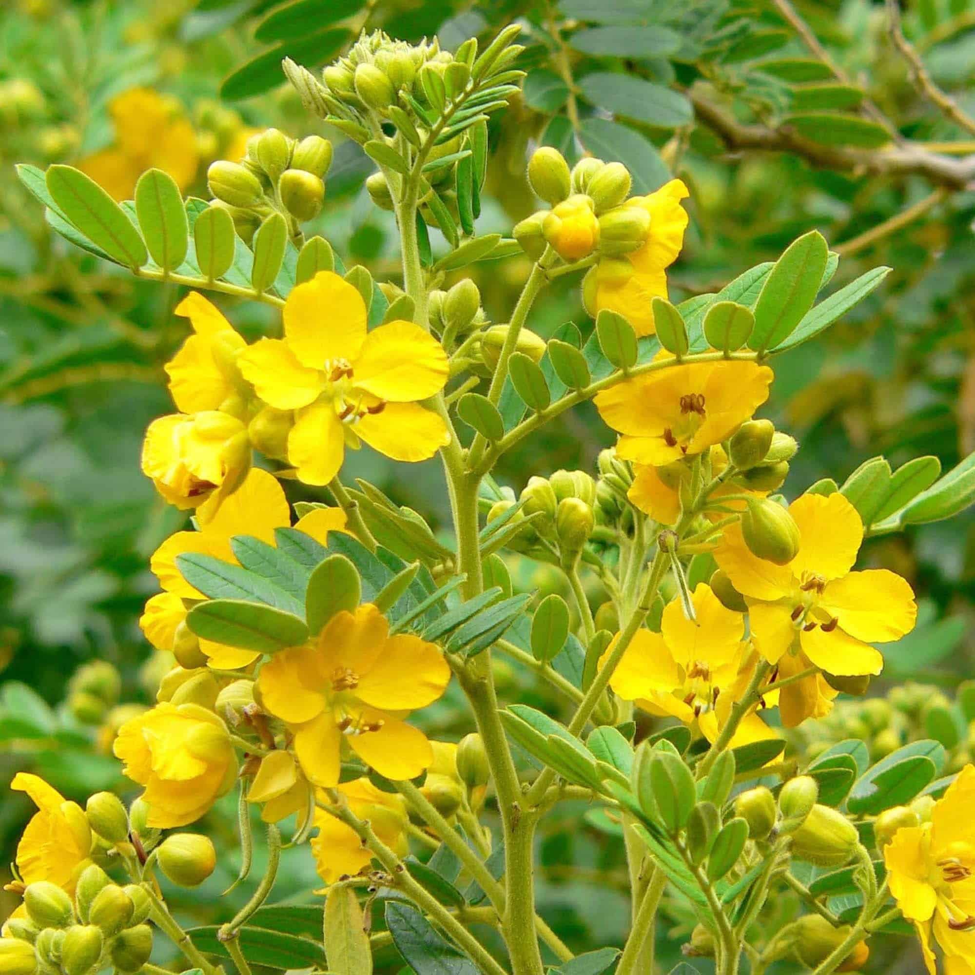 Is Senna Alexandrina the Digestive Boost You’ve Been Searching For?