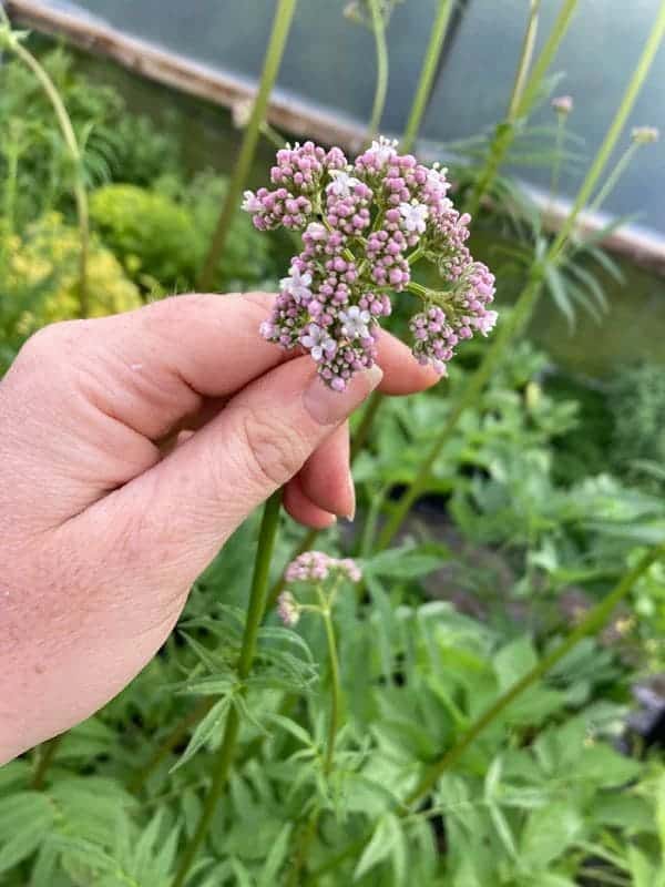 Unlock the Power of Valerian: 7 Health Benefits You Can’t Ignore