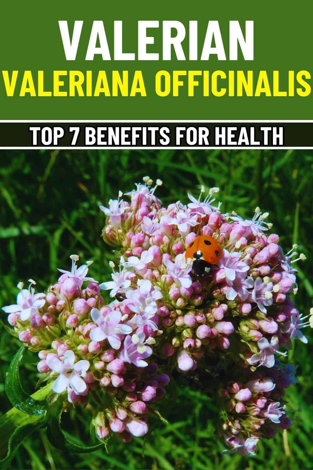 Unlock the Power of Valerian: 7 Health Benefits You Can’t Ignore