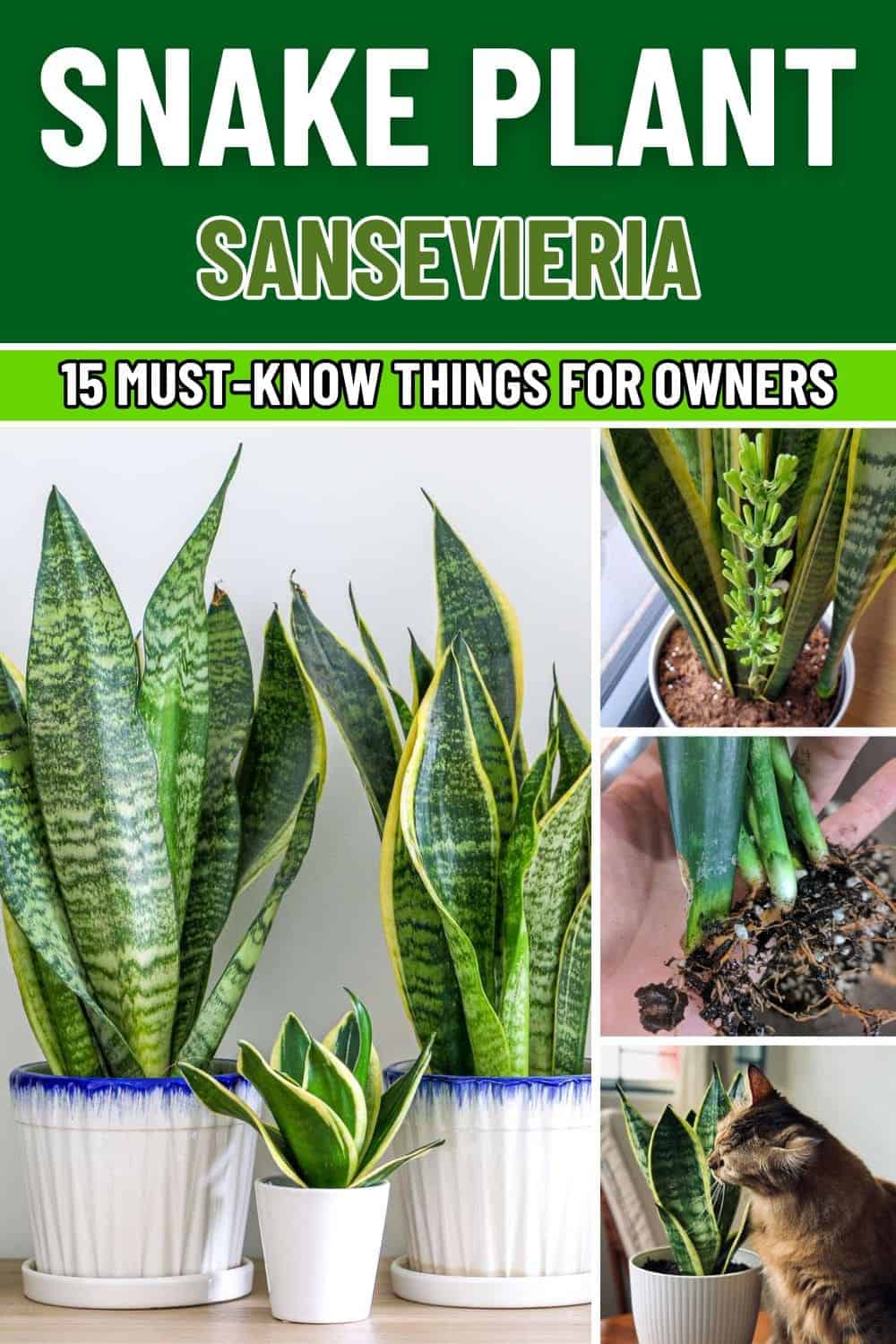 15 Must-Know Things For Snake Plant Owners