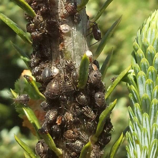 Surprise Guests in Your Christmas Tree: How I Dealt with Insects and Mantis Egg Sacks