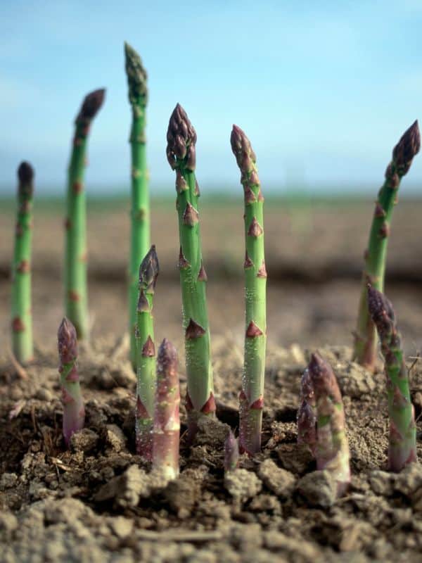 The Health Benefits of Asparagus: Why You Should Add This Superfood to Your Diet