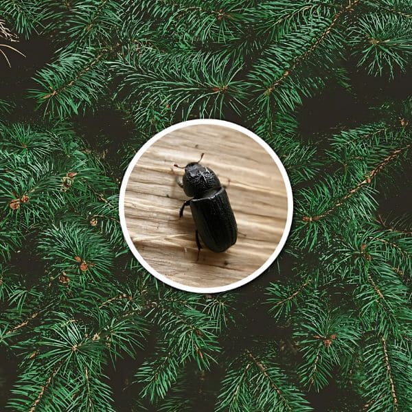 Surprise Guests in Your Christmas Tree: How I Dealt with Insects and Mantis Egg Sacks