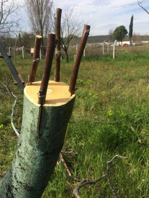 What Is Grafting? 5 Simple Steps for Fast and Successful Tree Grafting