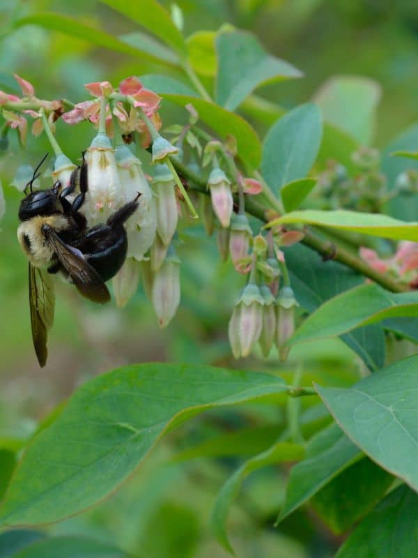 The Many Benefits of Blueberries: Health, Culinary, Environmental, and More