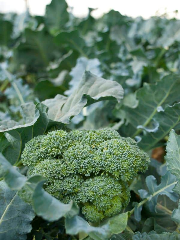 How Broccoli Can Improve Your Health in Unexpected Ways