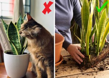 15 Must-Know Things For Snake Plant Owners 15 Must-Know Things For Snake Plant Owners