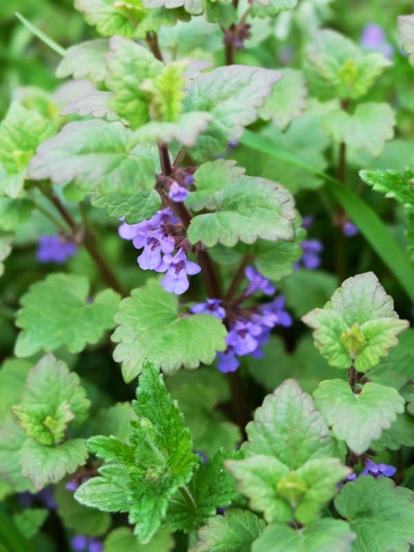 Discover the Calming Power of Catnip: Natural Relief for Stress, Sleep, and More