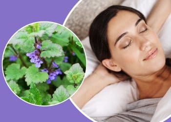 Discover the Calming Power of Catnip: Natural Relief for Stress, Sleep, and More