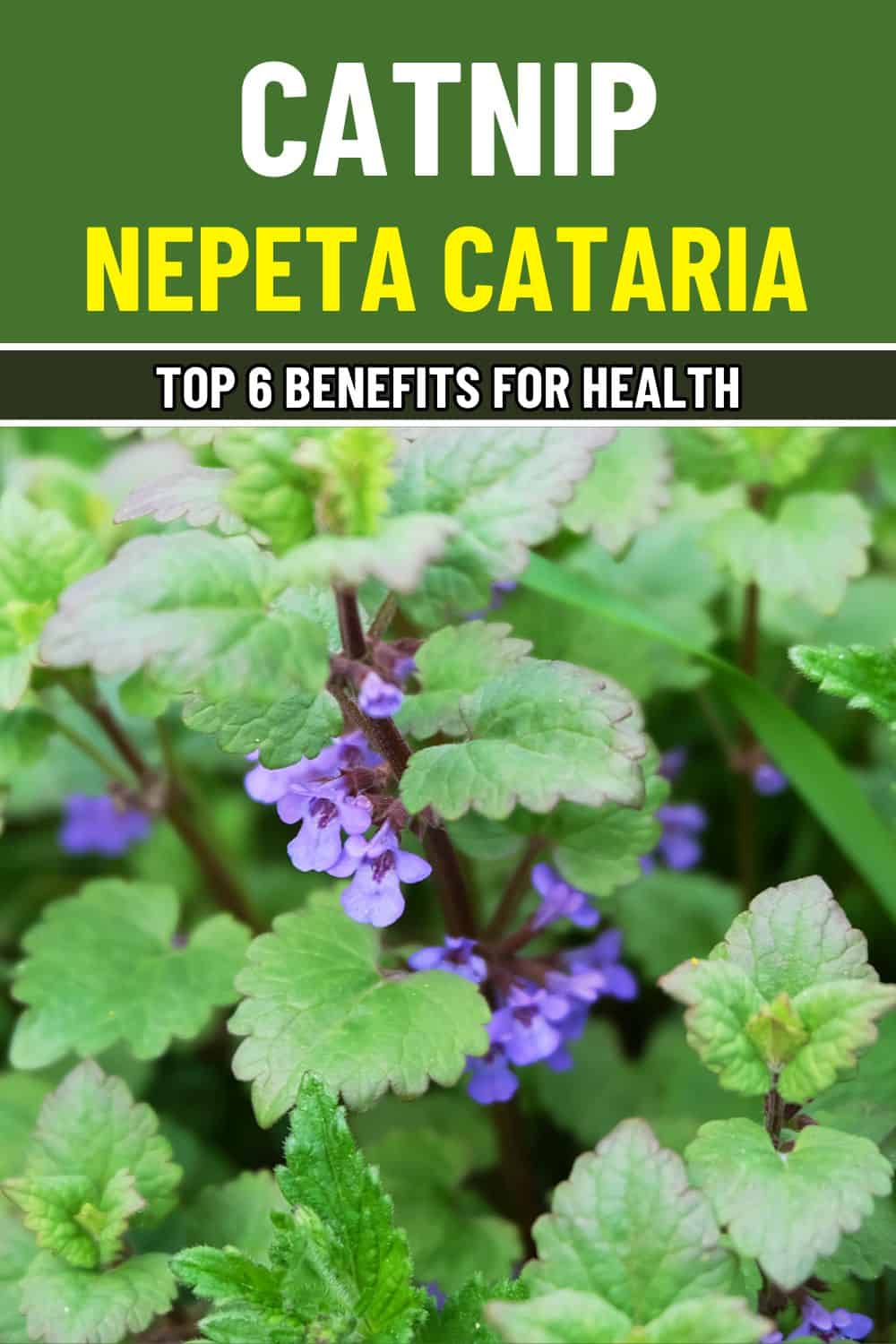 Discover the Calming Power of Catnip: Natural Relief for Stress, Sleep, and More