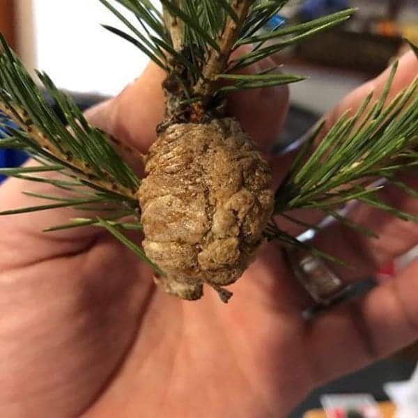 Surprise Guests in Your Christmas Tree: How I Dealt with Insects and Mantis Egg Sacks