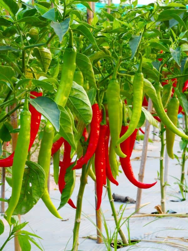 6 Surprising Health Benefits of Chilli Leaves You Should Know About