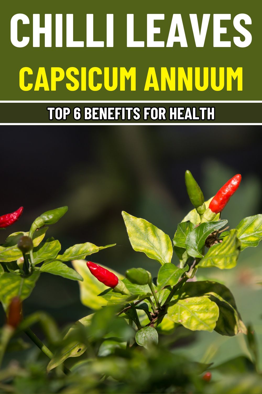 6 Surprising Health Benefits of Chilli Leaves You Should Know About