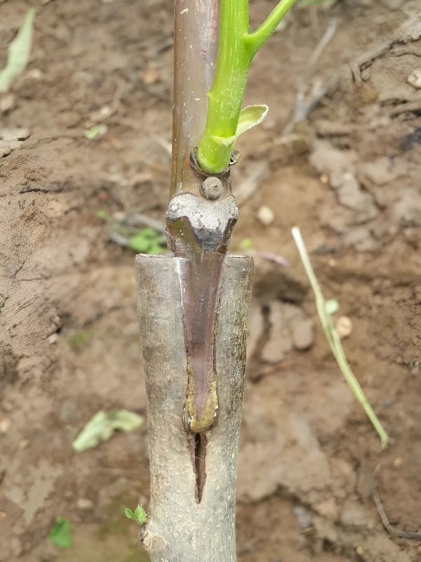 What Is Grafting? 5 Simple Steps for Fast and Successful Tree Grafting