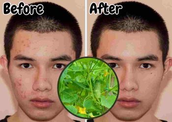 7 Surprising Health Benefits of Cucumber Leaves That Will Transform Your Wellness