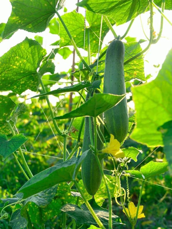 7 Surprising Health Benefits of Cucumber Leaves That Will Transform Your Wellness