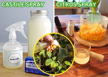 8 Powerful Natural Insecticides to Effectively Combat Your Stubborn Garden Pests