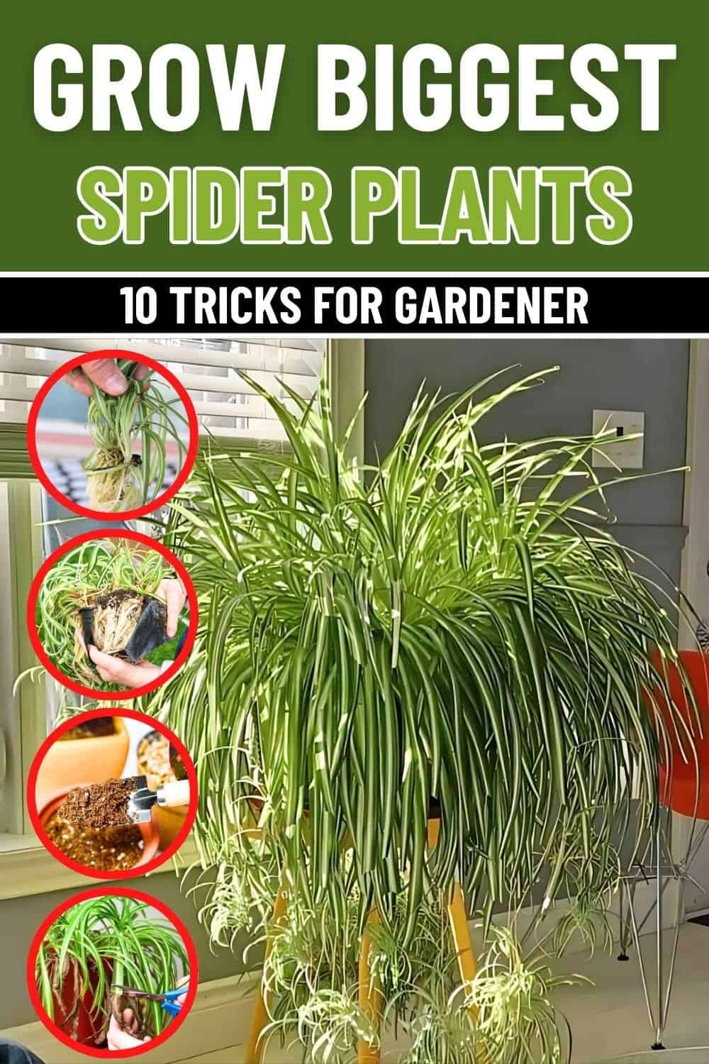 Top 10 Secrets to Growing the Biggest, Healthiest Spider Plants