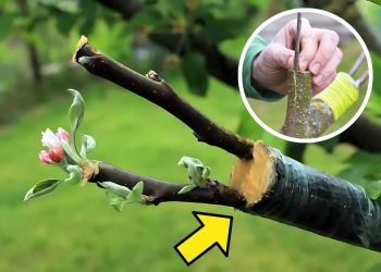 What Is Grafting? 5 Simple Steps for Fast and Successful Tree Grafting